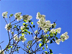 The group of white lilac