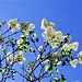 The group of white lilac