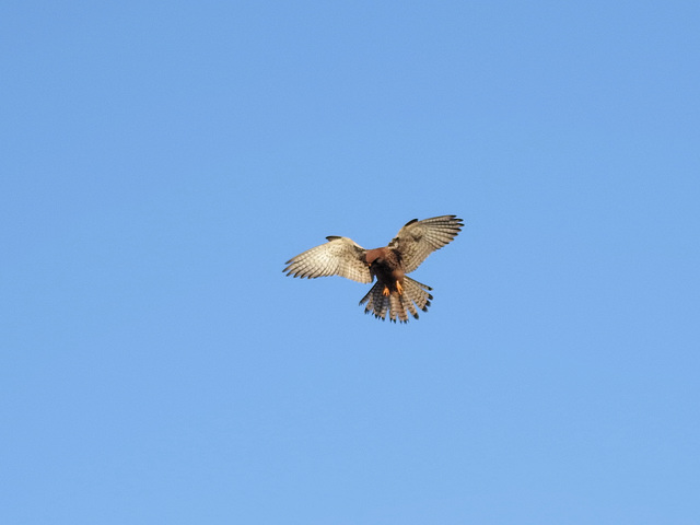 Kestral2