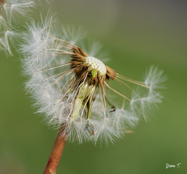 La clef des champs-2