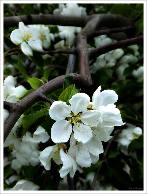 Apple flowers