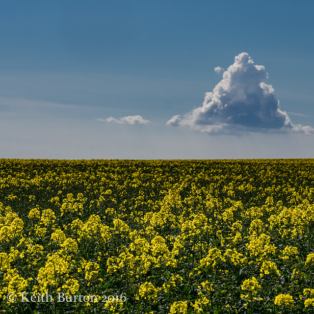 Oilseed rape