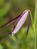 Cleistesiopsis divaricata (Large Rosebud orchid)