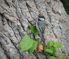 Fledgling chickadee