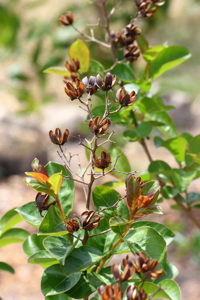 Crepe Myrtle