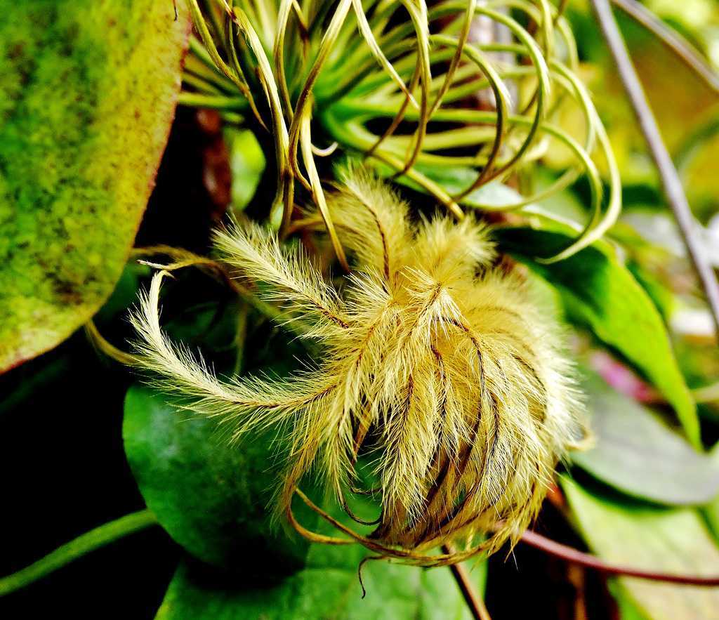 Clematis 5