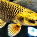 Abstracted Carp. Fishpond. Garden Centre