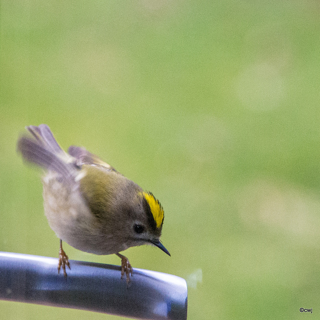 Goldcrest aerobics!