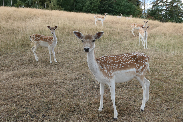 Wildgehege Ellefeld