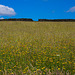 Flower Meadow