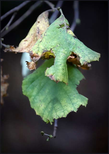 Feuilles de noisetier