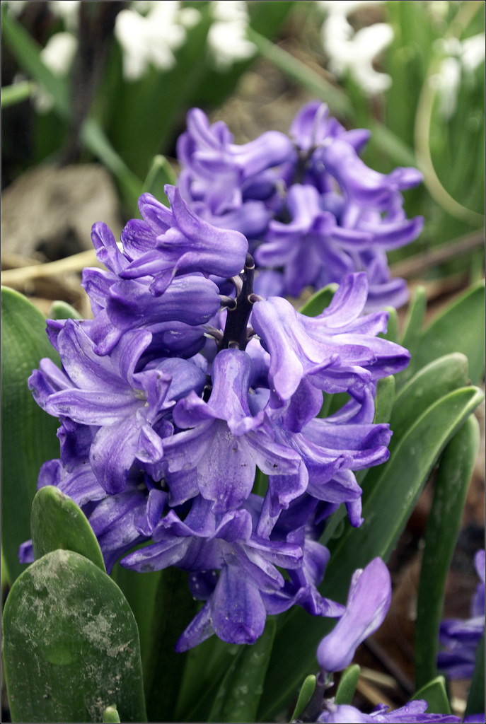 Hyacinth