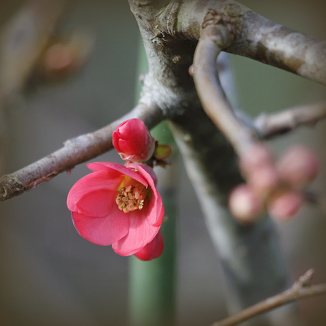 Cognassier du Japon  première fleur