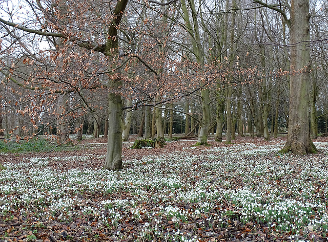 Snowdrop  wood