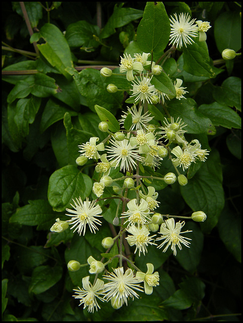 wild clematis flowers