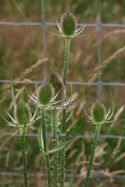 Wild Teasel