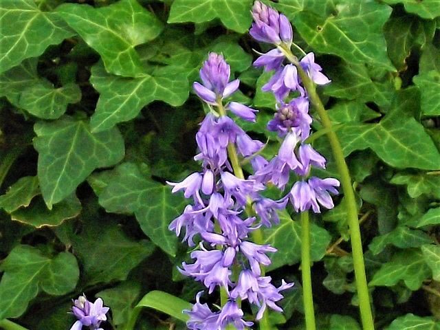 Bluebells