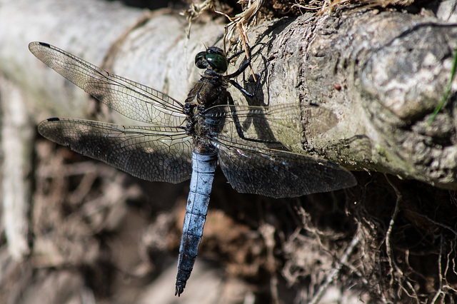 Black-tailed  Skimmer Dragonfly