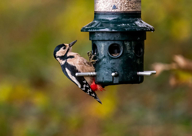 Great spotted woodpecker