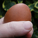 seriously brown egg
