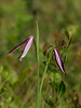 Cleistesiopsis divaricata (Large Rosebud orchid)