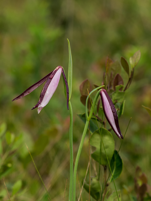 Cleistesiopsis divaricata (Large Rosebud orchid)