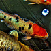 Abstracted Carp. Fishpond. Garden Centre