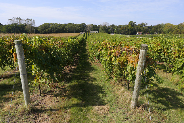 Tabor Hill Vineyards