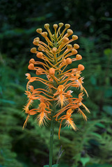 Platanthera ciliaris (Yellow Fringed orchid)