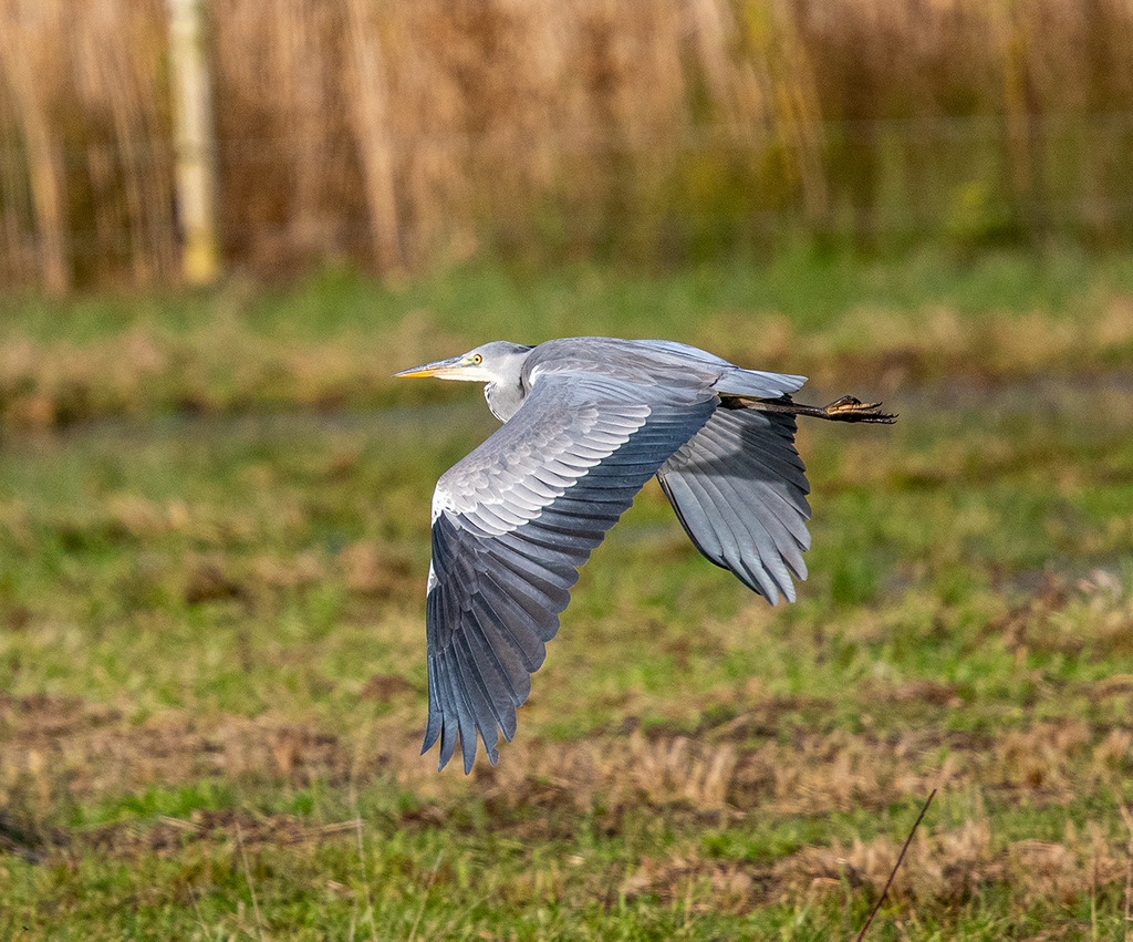 Heron