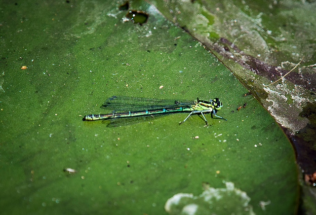 Emerald damselfly