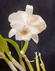 Cattleya quadricolor