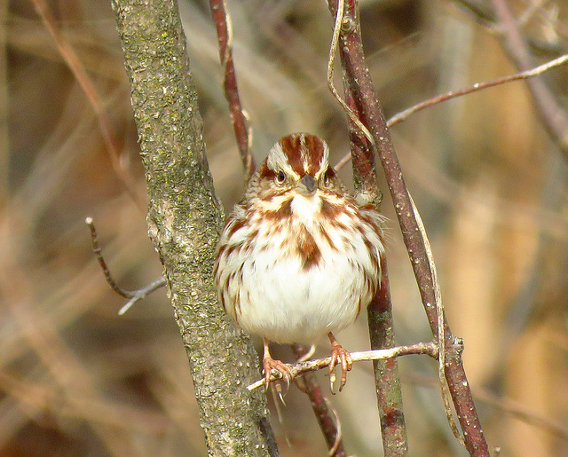 Male Song Sparrow