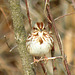Male Song Sparrow