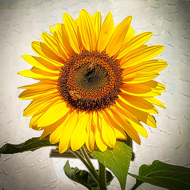 Sonnenblume mit Wespen