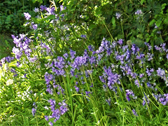 Bluebells on the driveway