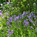 Bluebells on the driveway