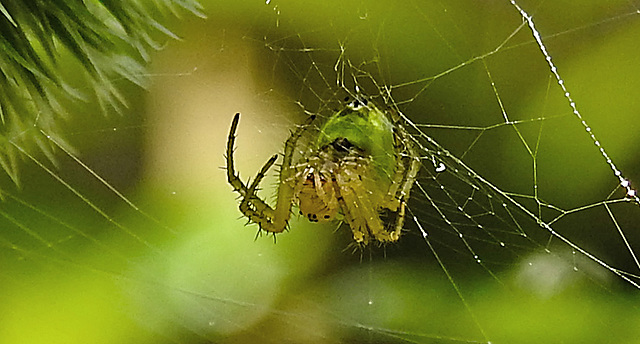 20230624 1199CPw [D~LIP] Kürbisspinne (Araniella cucurbitina), Bad Salzuflen