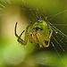 20230624 1199CPw [D~LIP] Kürbisspinne (Araniella cucurbitina), Bad Salzuflen