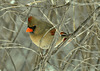 dec 31 cardinal DSC 1347