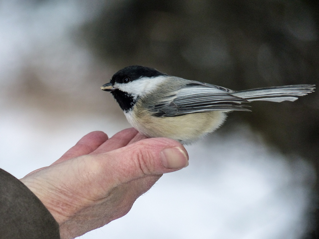 A friendly visitor