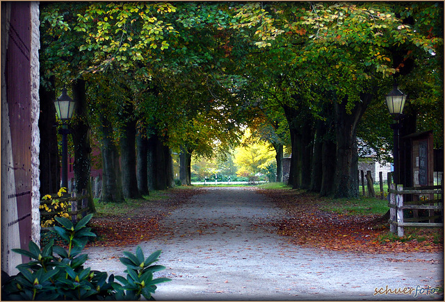 Buchenallee  Kempen, Niederrhein