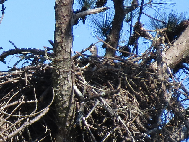 Baby bald eagle