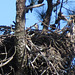 Baby bald eagle