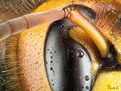 Study Of A Hornet - The Eye