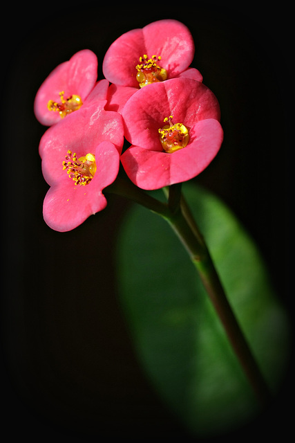 Blumen am Fenster