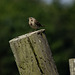 Meadow Pipit