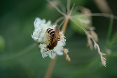 DSCF1080