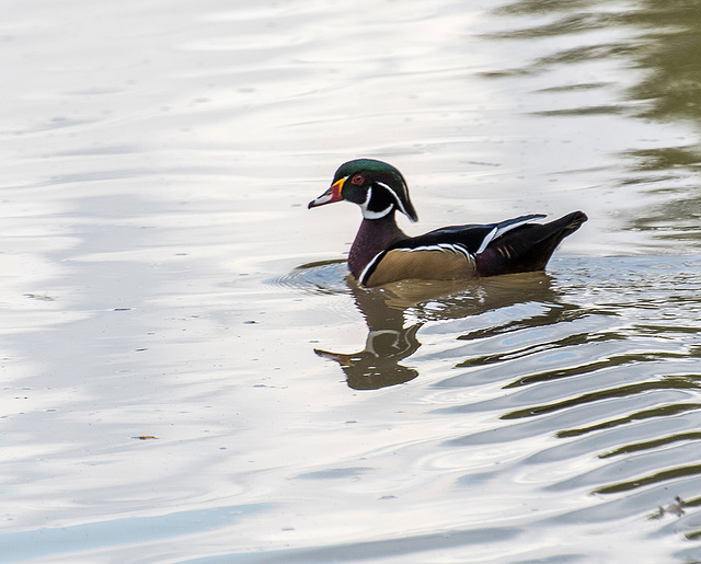 A wood duck