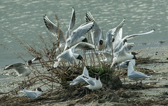 Family get together, Burton wetlands
